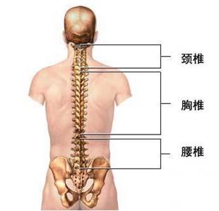 b在挖掘伤员时,只要伤员的颈,脊椎,腰剧疼者,均可按 伤员处理.